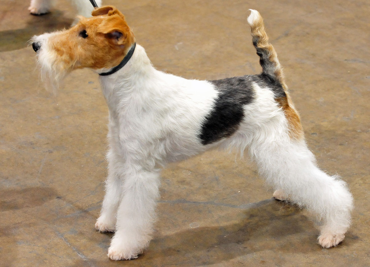 Wire Fox Terrier